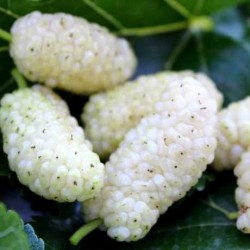 Šilkmedžiai su pristatymu Lietuvoje