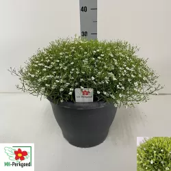 Guboja - Gypsophyla SUMMER SNOW