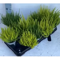 Paprastasis viržis - Calluna vulgaris Mėgsta gerai nudrenuotą rūgščią dirvą, saulėtą vietą.