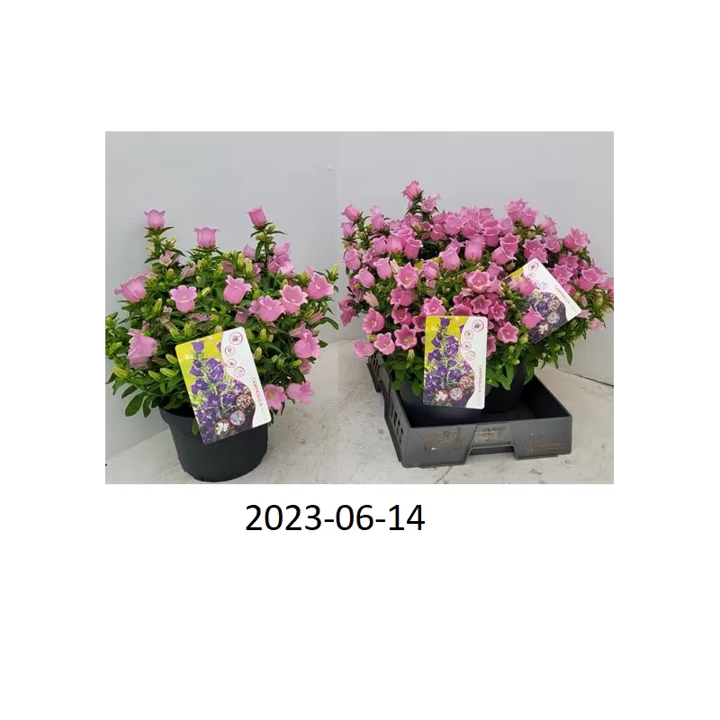 Katilėliai - Campanula PINK