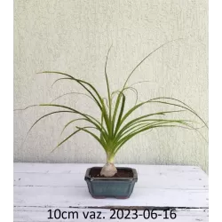 Nolina - Beaucarnea recurvata