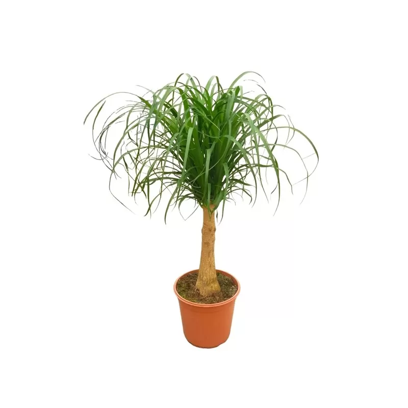Nolina - Beaucarnea recurvata Nolina - Beaucarnea recurvata