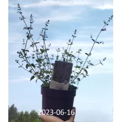 Katžolė - Nepeta WALKERS LOW