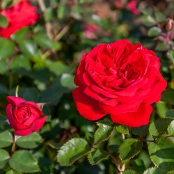 Rožė - Roza ZEPETI ®