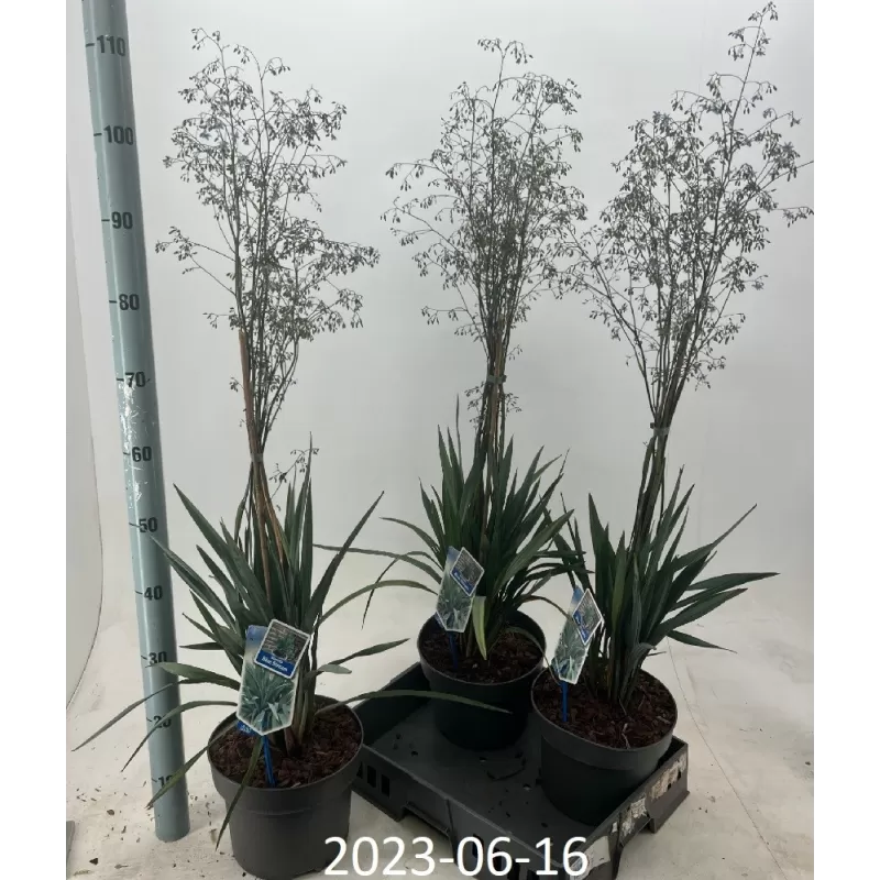 Dianella BLUE STREAM