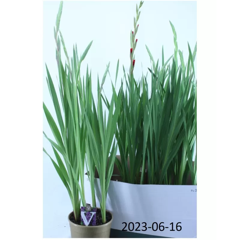 Kardeliai (smulkiažiedžiai) - Gladiolus mix