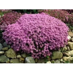 Ankstyvasis čiobrelis - Thymus praecox PURPLE BEAUTY
