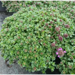 Ankstyvasis čiobrelis - Thymus praecox PURPLE BEAUTY