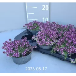 Ankstyvasis čiobrelis - Thymus praecox PURPLE BEAUTY