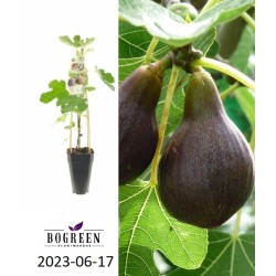 Figmedis - Ficus carica BROWN TURKEY