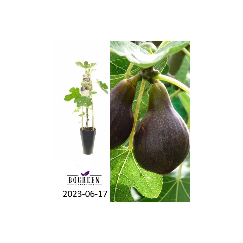 Figmedis - Ficus carica BROWN TURKEY