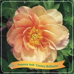 Bijūnas - Paeonia ITOH CANARY BRILLIANTS