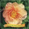 Peony - Paeonia ITOH CANARY BRILLIANTS