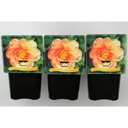 Bijūnas - Paeonia ITOH CANARY BRILLIANTS