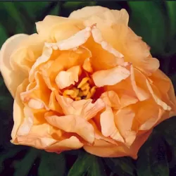 Bijūnas - Paeonia ITOH CANARY BRILLIANTS