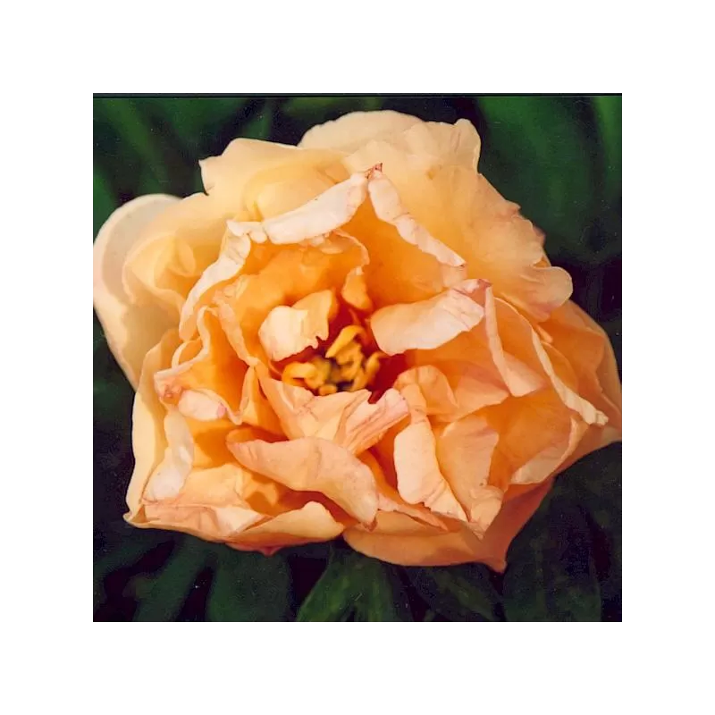 Peony - Paeonia ITOH CANARY BRILLIANTS