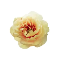 Bijūnas - Paeonia ITOH CANARY BRILLIANTS