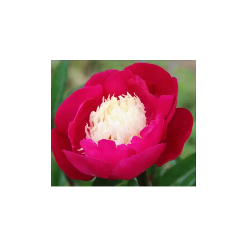 Peony - Paeonia lactiflora WHITE CAP