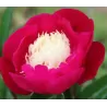 Peony - Paeonia lactiflora WHITE CAP