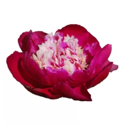 Peony - Paeonia lactiflora WHITE CAP