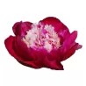 Peony - Paeonia lactiflora WHITE CAP