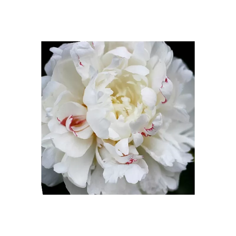Peony - Paeonia lactiflora FESTIVA MAXIMA