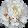 Peony - Paeonia lactiflora FESTIVA MAXIMA