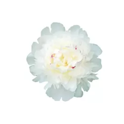 Peony - Paeonia lactiflora FESTIVA MAXIMA