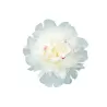 Peony - Paeonia lactiflora FESTIVA MAXIMA