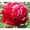 Bijūnas - Paeonia lactiflora x officinalis HENRY BOCKSTOCE