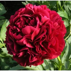 Bijūnas - Paeonia lactiflora x officinalis HENRY BOCKSTOCE