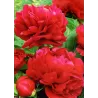 Bijūnas - Paeonia lactiflora x officinalis HENRY BOCKSTOCE