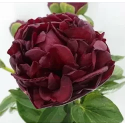 Bijūnas - Paeonia lactiflora x officinalis HENRY BOCKSTOCE