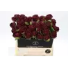 Bijūnas - Paeonia lactiflora x officinalis HENRY BOCKSTOCE