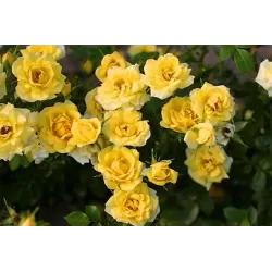 Užsisakyk augalus pavasariui jau dabar