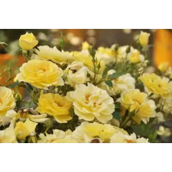 Užsisakyk augalus pavasariui jau dabar