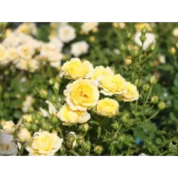 Užsisakyk augalus pavasariui jau dabar