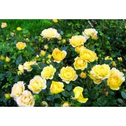 Rožė - Rosa YELLOW FAIRY