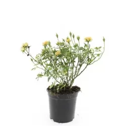 Užsisakyk augalus pavasariui jau dabar