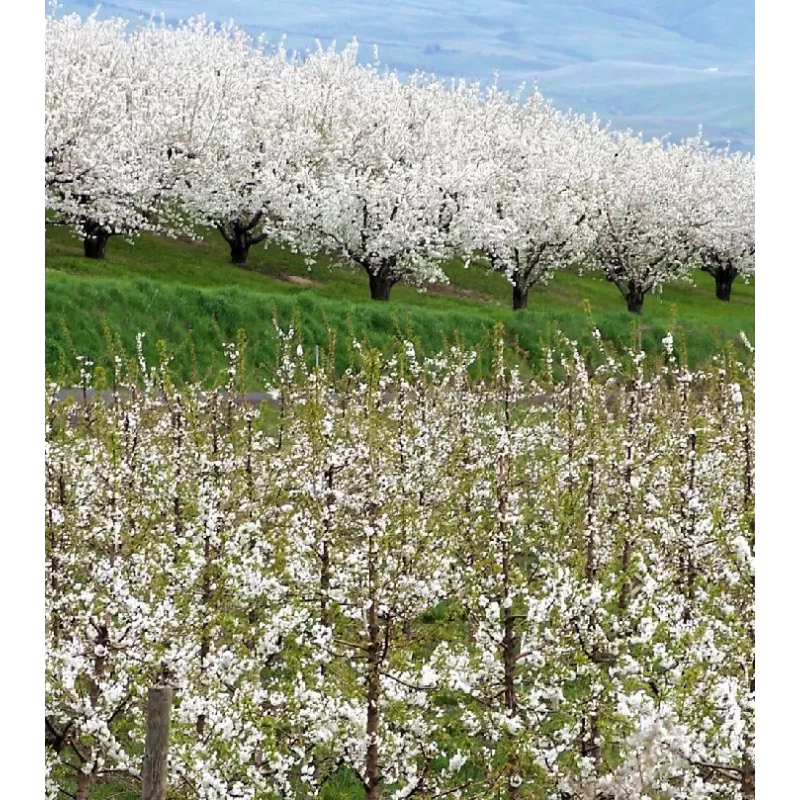 Paukštinė trešnė - Prunus avium