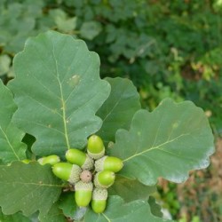 Bekočio ąžuolo iberinis porūšis - Quercus iberica (Quercus...