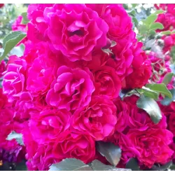 Rožė - Rosa GARTNERFREUDE / TOSCANA®