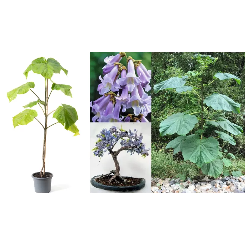 Kininė paulovnija - Paulownia tomentosa Kininė paulovnija - Paulownia tomentosa