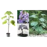 Kininė paulovnija - Paulownia tomentosa