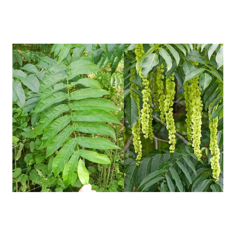 Pterocarya fraxinifolia