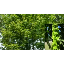 Kaukazinė (uosialapė) pterokarija - Pterocarya fraxinifolia