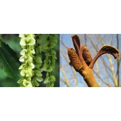 Pterocarya fraxinifolia