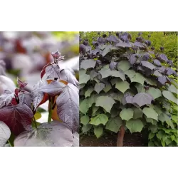 Rausvoji katalpa - Catalpa erubescens (bignoides x ovata) PURPUREA