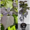 Rausvoji katalpa - Catalpa erubescens (bignoides x ovata) PURPUREA