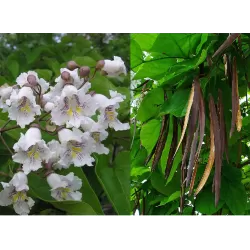 Paprastoji katalpa - Catalpa bignonioides AUREA